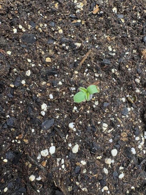 Godzilla Cookies Auto. Week 1