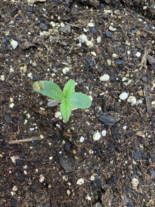 Godzilla Cookies Auto. Week 1