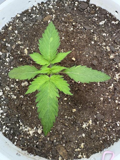 Bruce Banner Auto - Grow #3. Week 3 - A