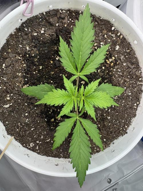 Bruce Banner Auto - Grow #3. Week 3 - B