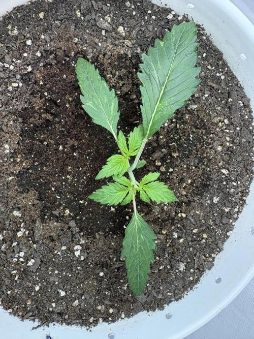 Bruce Banner Auto - Grow #3. Week 4 - C