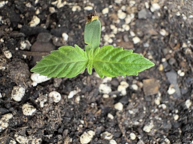 Godzilla Cookies Auto. Week 1 - Plant 6