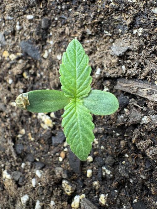 Godzilla Cookies Auto. Week 1 - Plant 7