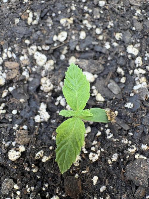 Godzilla Cookies Auto. Week 2 - Plant 6