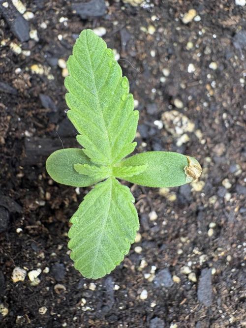 Godzilla Cookies Auto. Week 2 - Plant 7