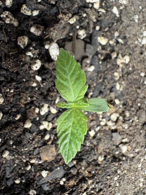 Godzilla Cookies Auto. Week 2 - Plant 6