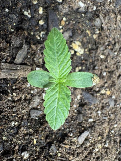 Godzilla Cookies Auto. Week 2 - Plant 7