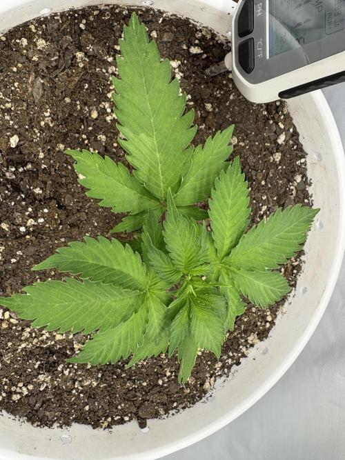 Bruce Banner Auto - Grow #3. Week 4 - A