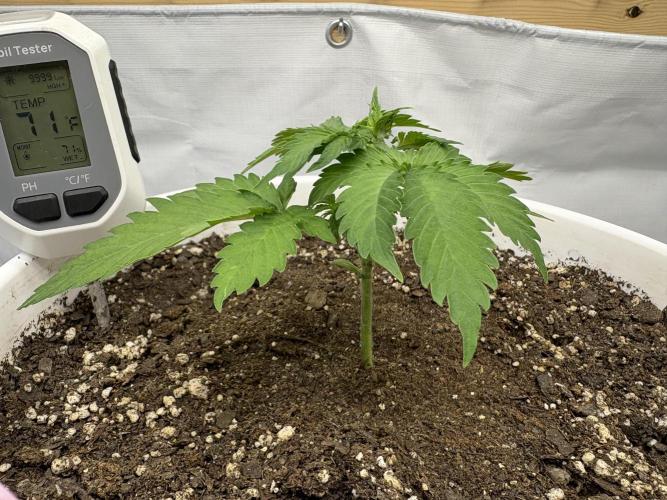 Bruce Banner Auto - Grow #3. Week 4 - A