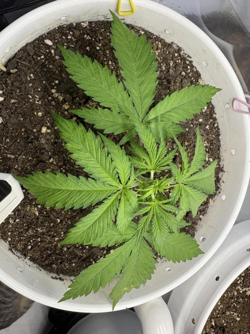 Bruce Banner Auto - Grow #3. Week 4 - B