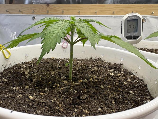 Bruce Banner Auto - Grow #3. Week 4 - B