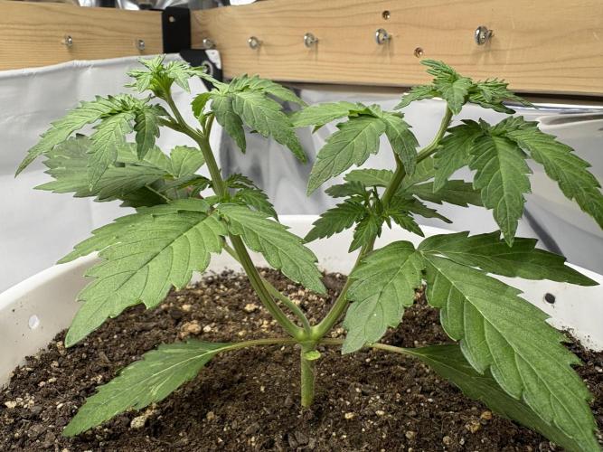 Bruce Banner Auto - Grow #3. Week 4 - C