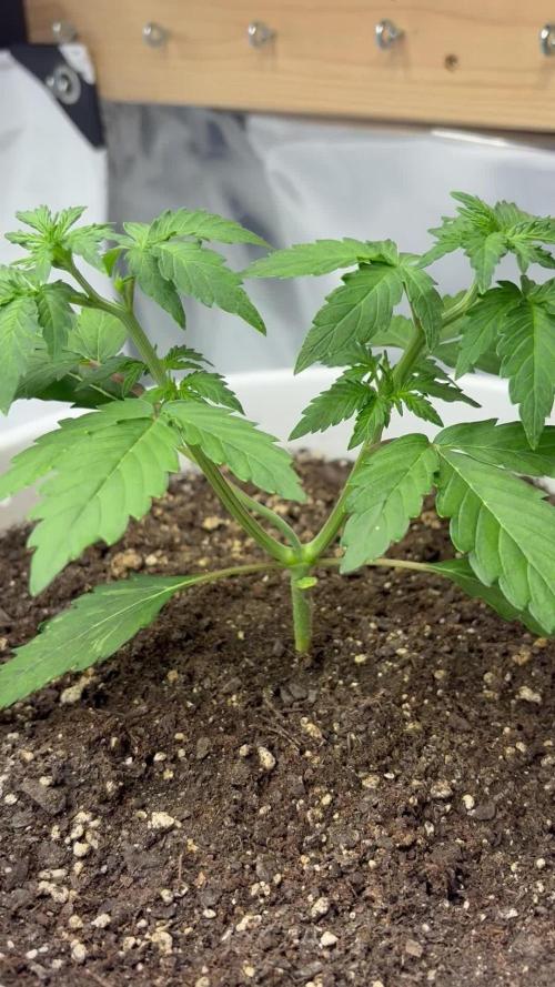 Bruce Banner Auto - Grow #3