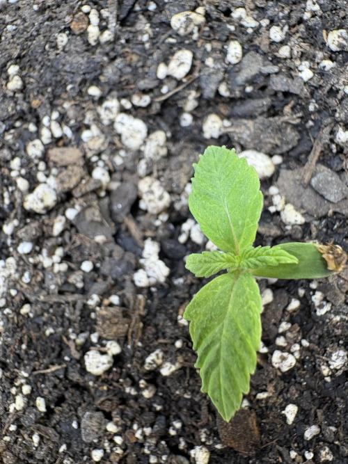 Godzilla Cookies Auto. Week 2 - Plant 6