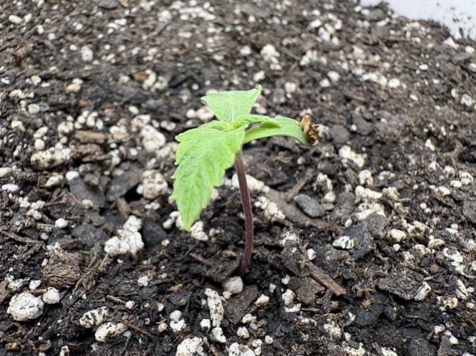 Godzilla Cookies Auto. Week 2 - Plant 6