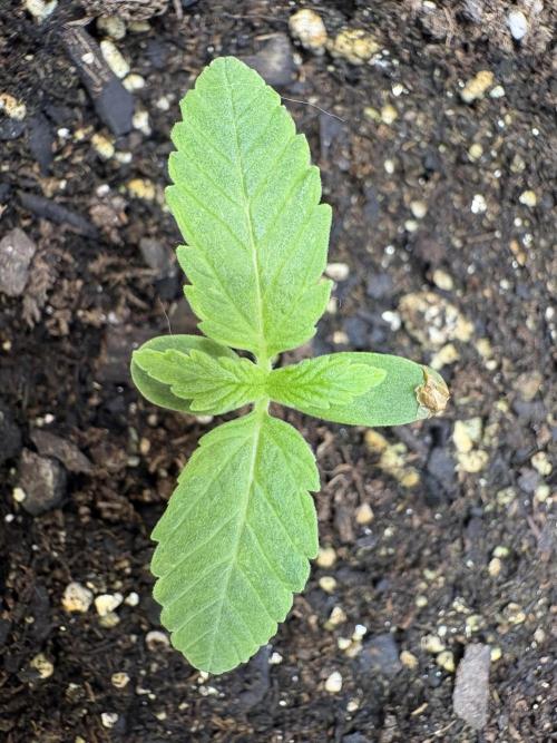 Godzilla Cookies Auto. Week 2 - Plant 7