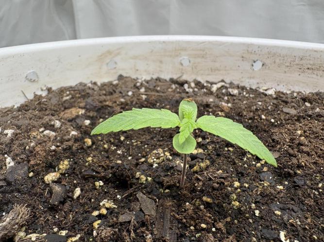 Godzilla Cookies Auto. Week 2 - Plant 7