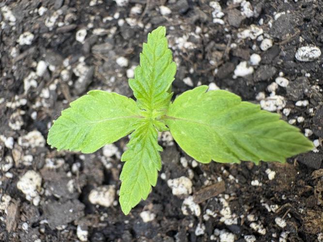 Godzilla Cookies Auto. Week 2 - Plant 6