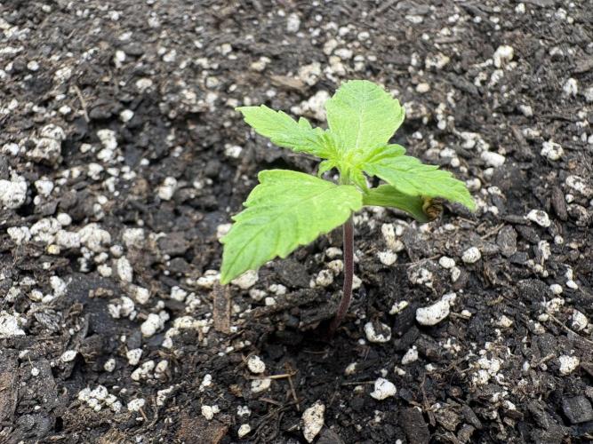 Godzilla Cookies Auto. Week 2 - Plant 6