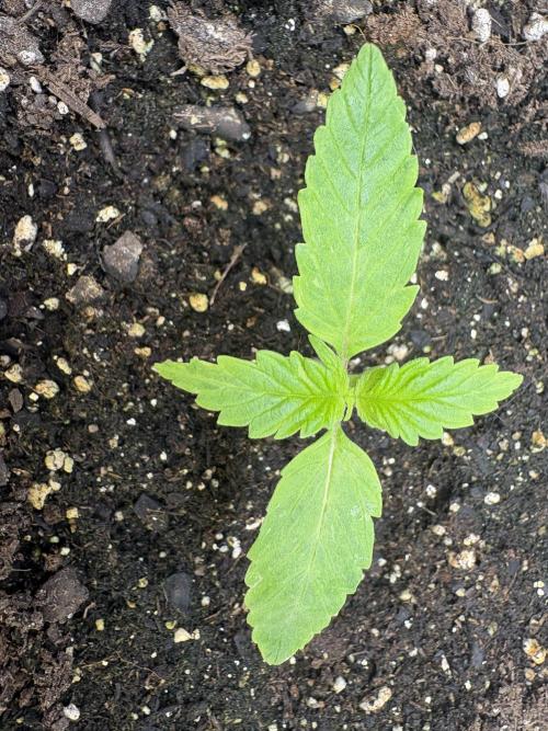 Godzilla Cookies Auto. Week 2 - Plant 7