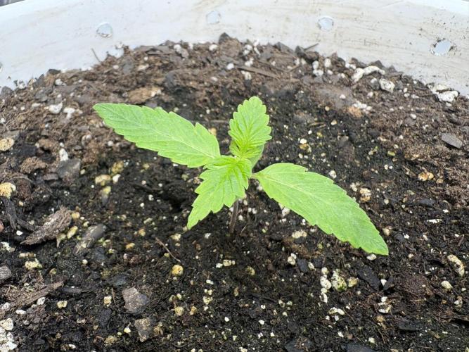 Godzilla Cookies Auto. Week 2 - Plant 7