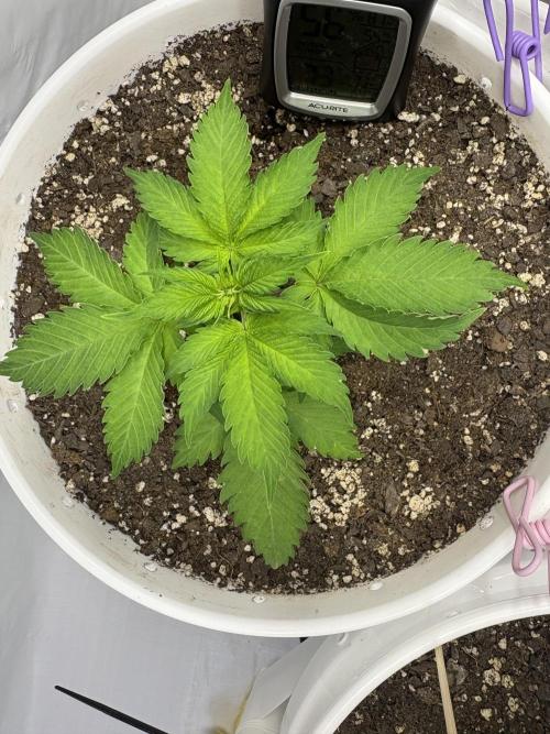 Bruce Banner Auto - Grow #3. Week 5 - A