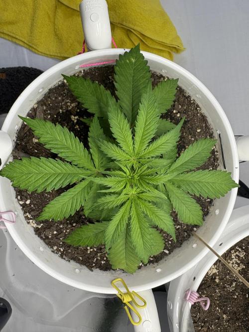 Bruce Banner Auto - Grow #3. Week 5 - B