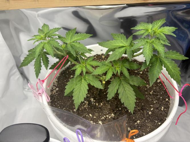 Bruce Banner Auto - Grow #3. Week 5 - C