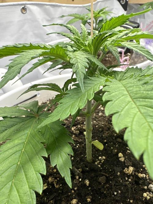 Bruce Banner Auto - Grow #3. Week 5