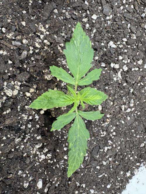 Godzilla Cookies Auto. Week 3