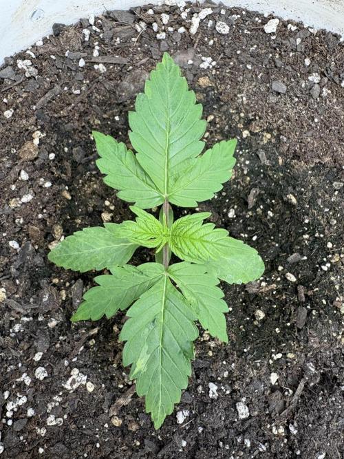 Godzilla Cookies Auto. Week 3