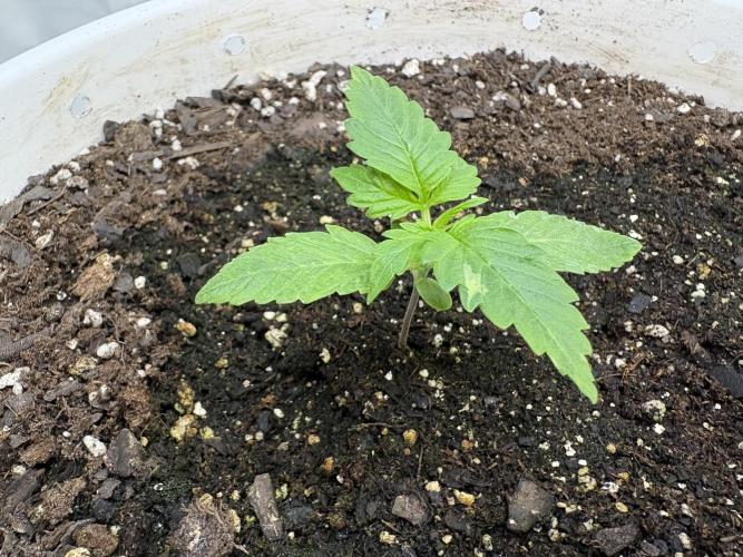 Godzilla Cookies Auto. Week 3