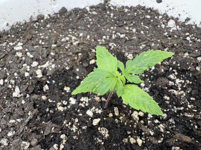 Godzilla Cookies Auto. Week 3