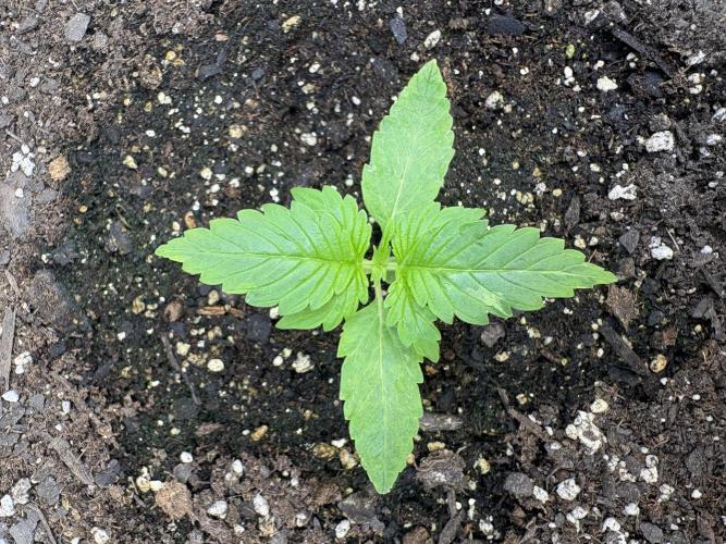 Godzilla Cookies Auto. Week 3