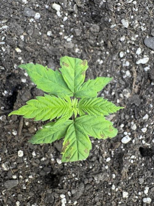 Godzilla Cookies Auto. Week 4