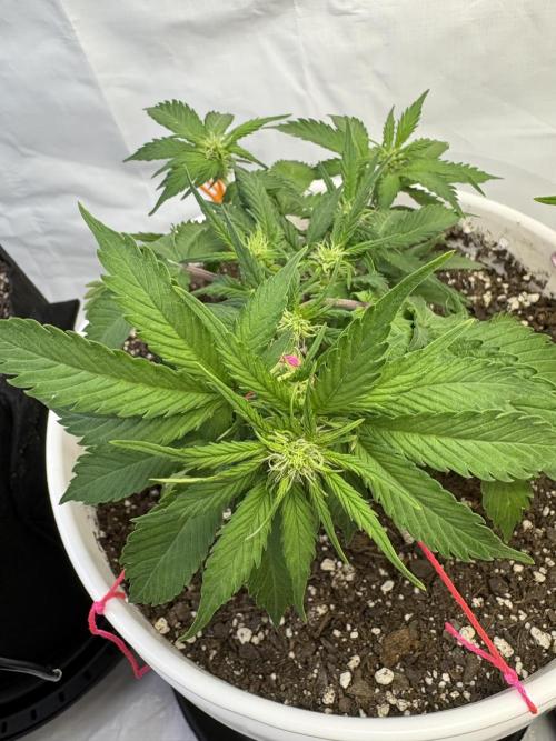 Bruce Banner Auto - Grow #3. Week 6