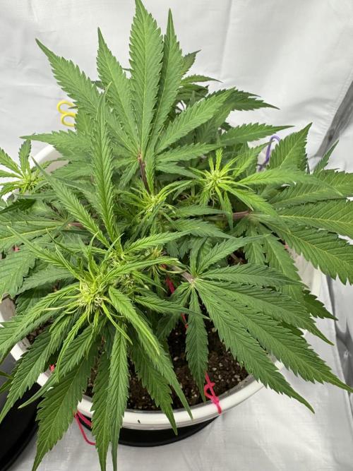 Bruce Banner Auto - Grow #3. Week 6