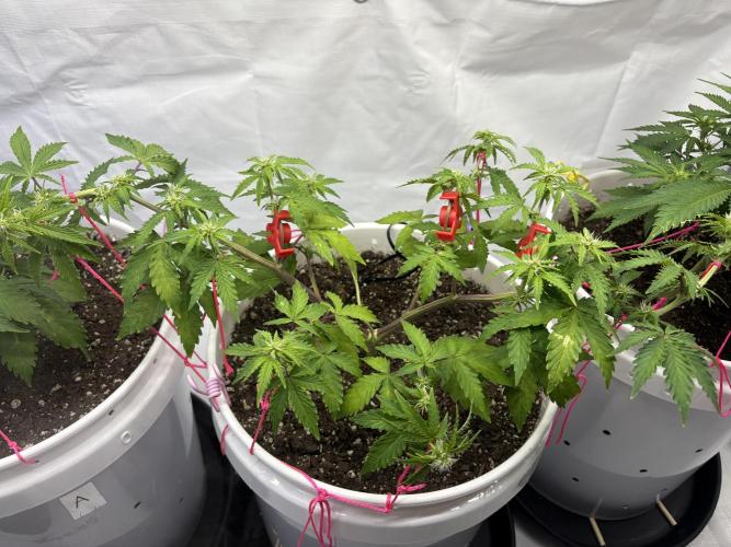 Bruce Banner Auto - Grow #3. Week 6