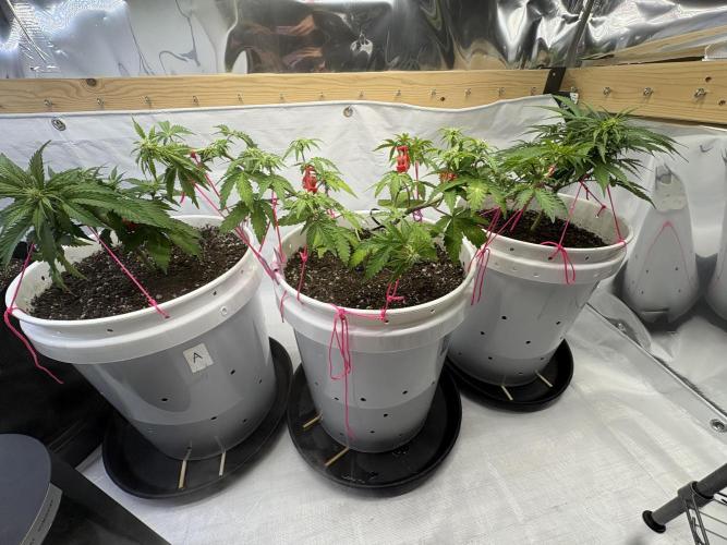 Bruce Banner Auto - Grow #3. Week 6