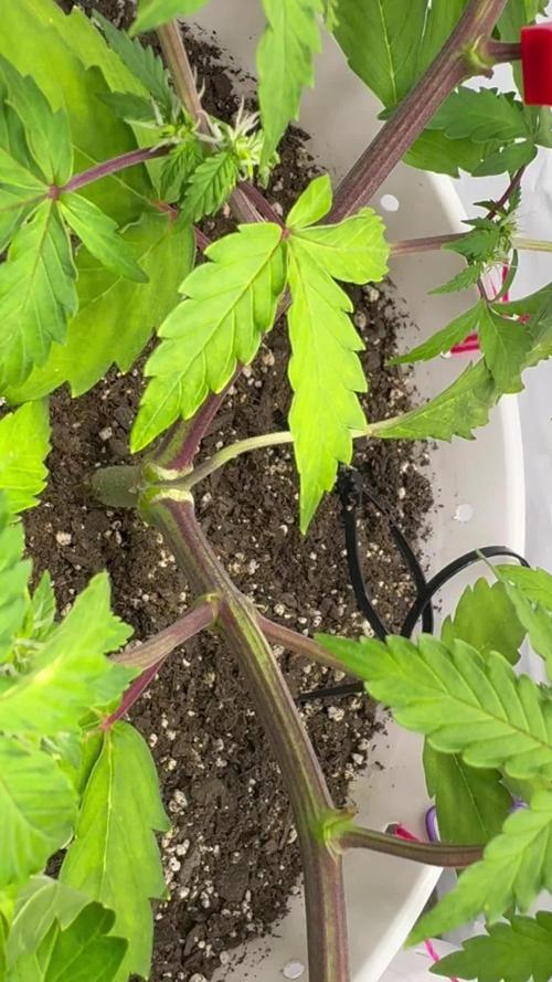 Bruce Banner Auto - Grow #3