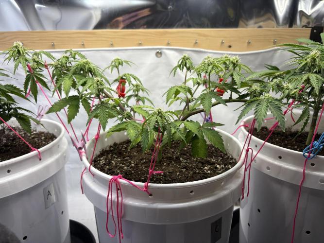 Bruce Banner Auto - Grow #3. Week 7