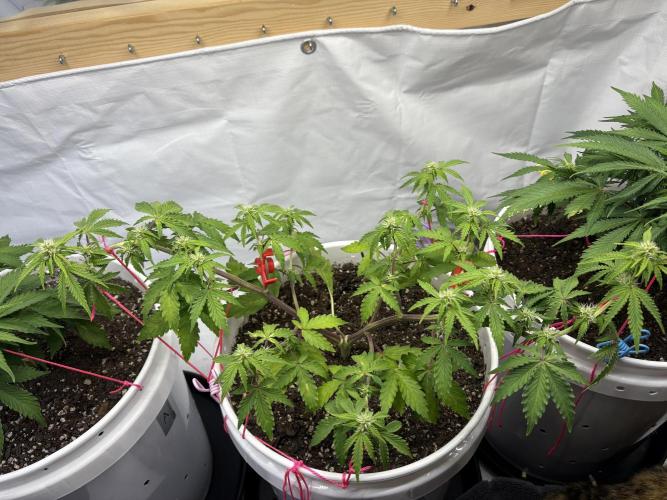 Bruce Banner Auto - Grow #3. Week 7