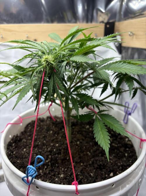 Bruce Banner Auto - Grow #3. Week 7