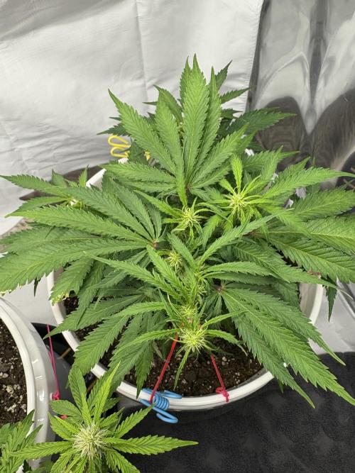 Bruce Banner Auto - Grow #3. Week 7