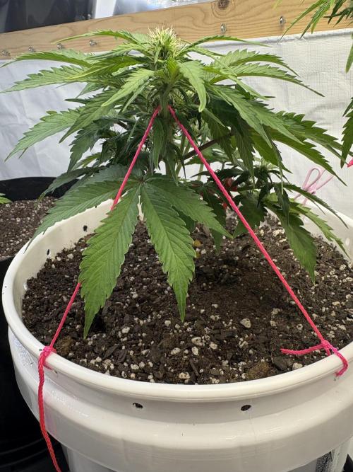 Bruce Banner Auto - Grow #3. Week 7