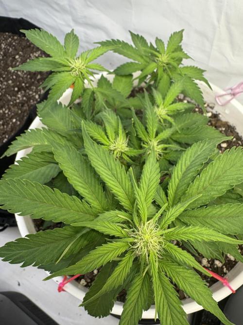 Bruce Banner Auto - Grow #3. Week 7