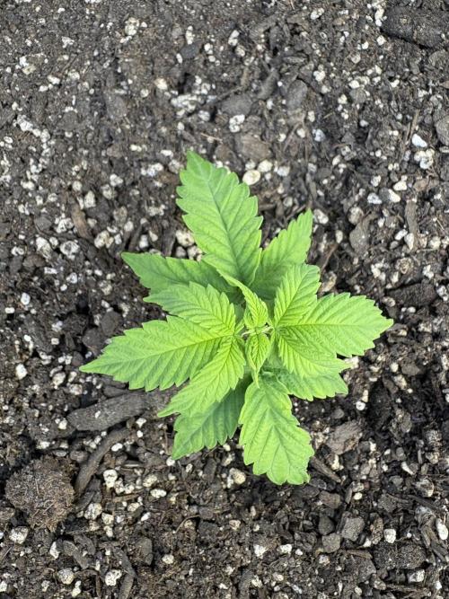 Godzilla Cookies Auto. Week 5