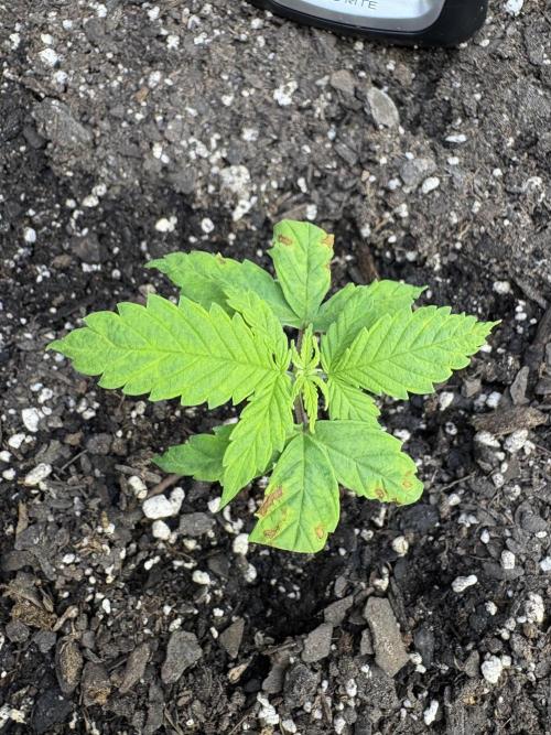 Godzilla Cookies Auto. Week 5