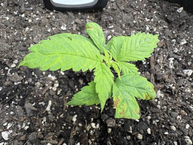 Godzilla Cookies Auto. Week 5