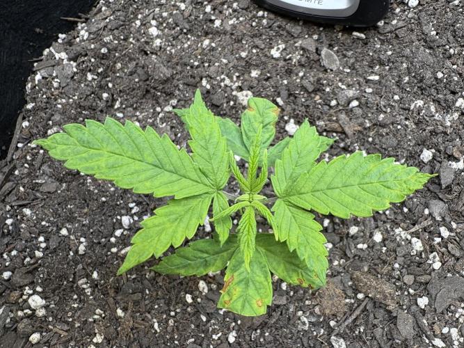 Godzilla Cookies Auto. Week 5